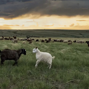 91在线视频资源
